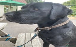 Labrador Retriever dogs for stud: One-Off Stud Opportunity. KC checked & registered - Image 7