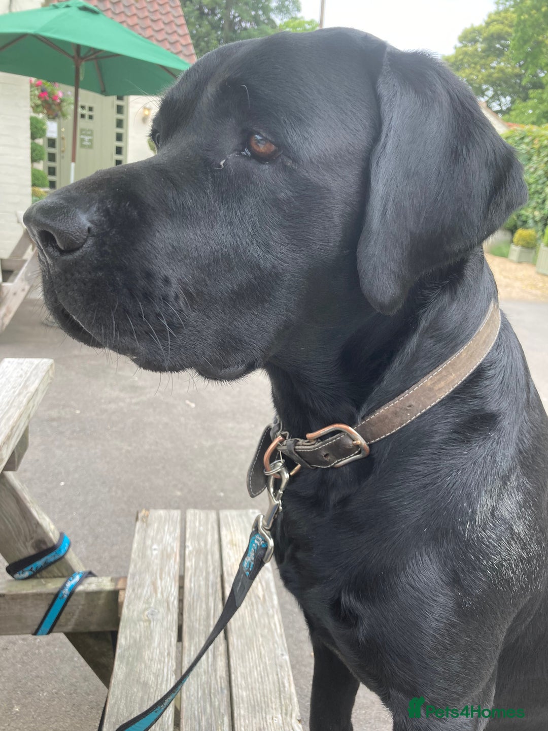 Labrador Retriever dogs for stud: One-Off Stud Opportunity. KC checked & registered - Image 7