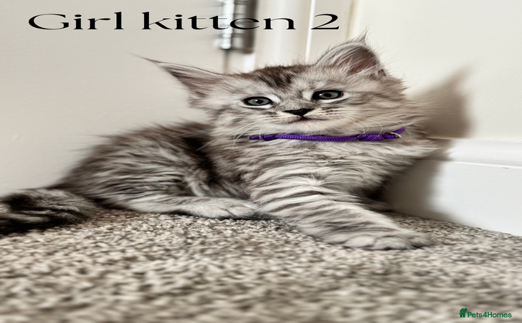Maine Coon cats - Advert 3