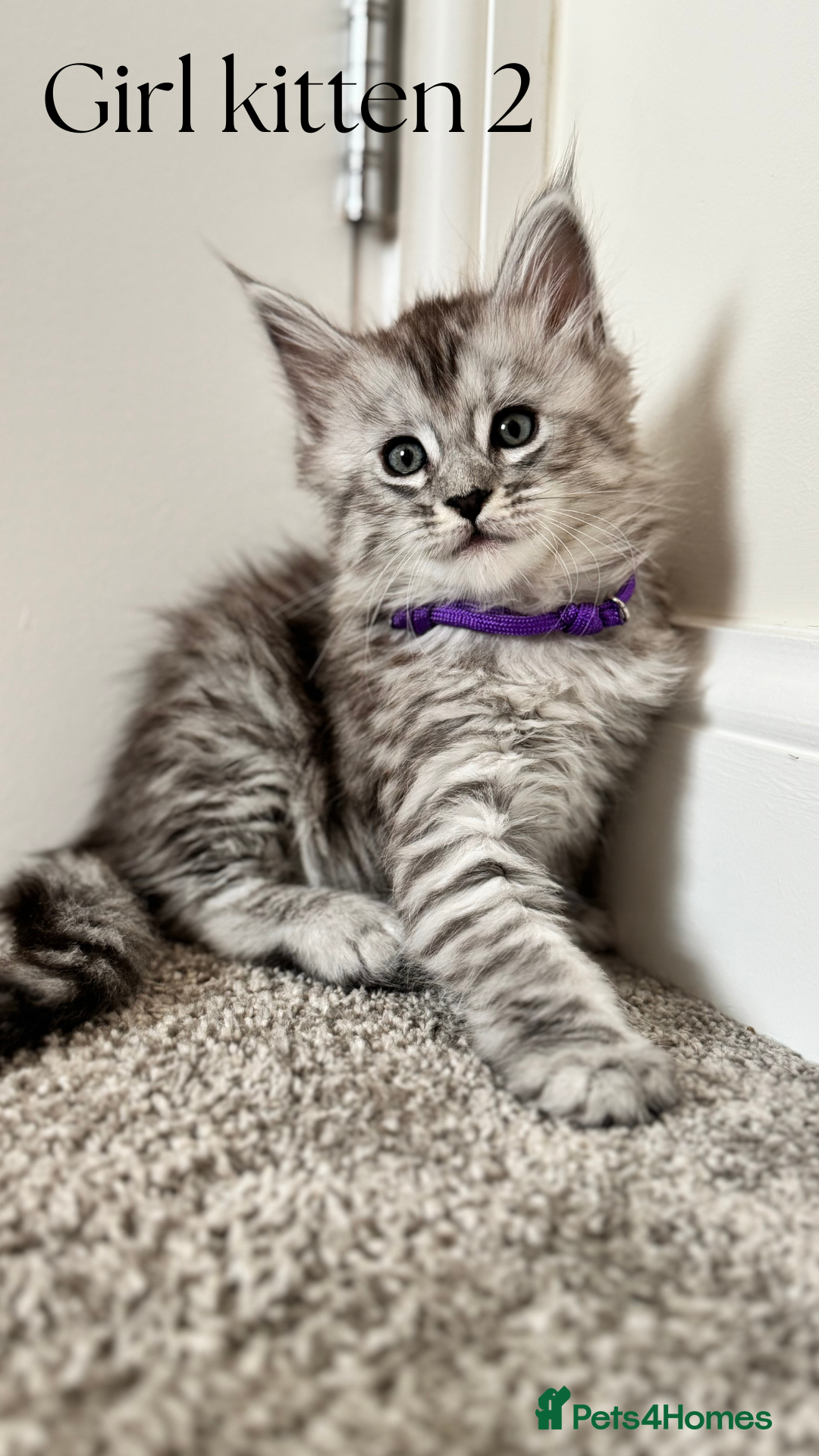 Maine Coon cats for sale: Pure brew fluffy mainecoon kittens  - Image 2