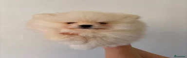 🤍 White Boy Pomeranian/ Milo 
