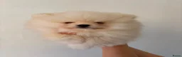 Pomeranian dogs for sale: Beautiful Pomeranian Puppies - Advert 14