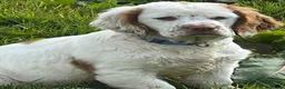 Clumber Spaniel dogs for sale: KC registered orange/ white girl - Advert 1
