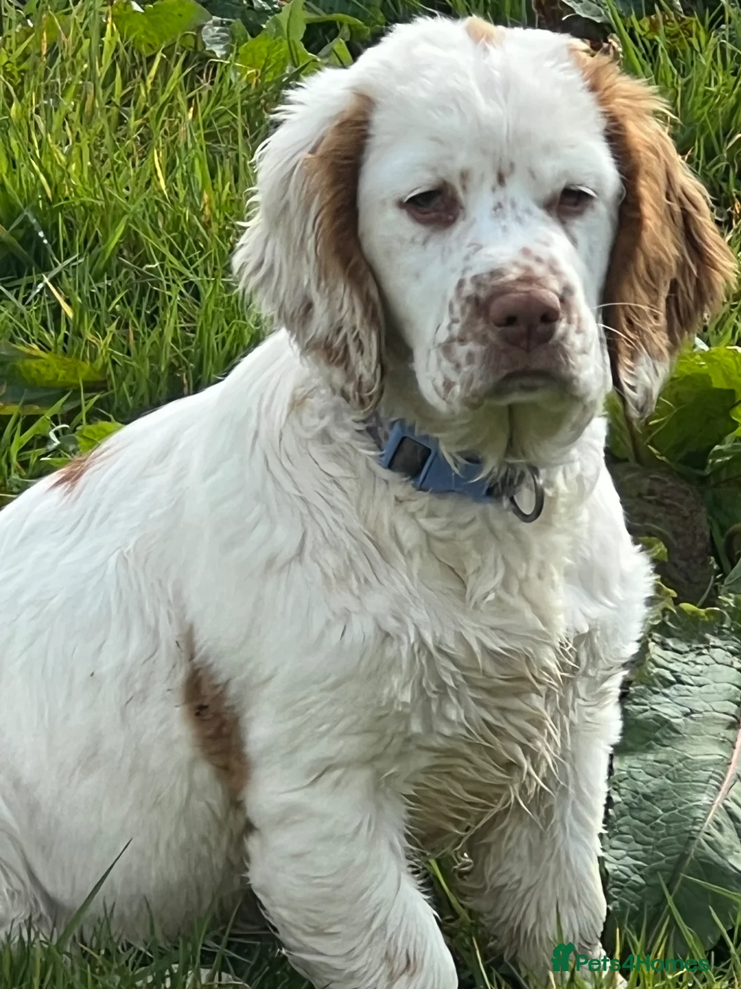 Clumber Spaniel dogs for sale: KC registered orange/ white girl - Advert 1