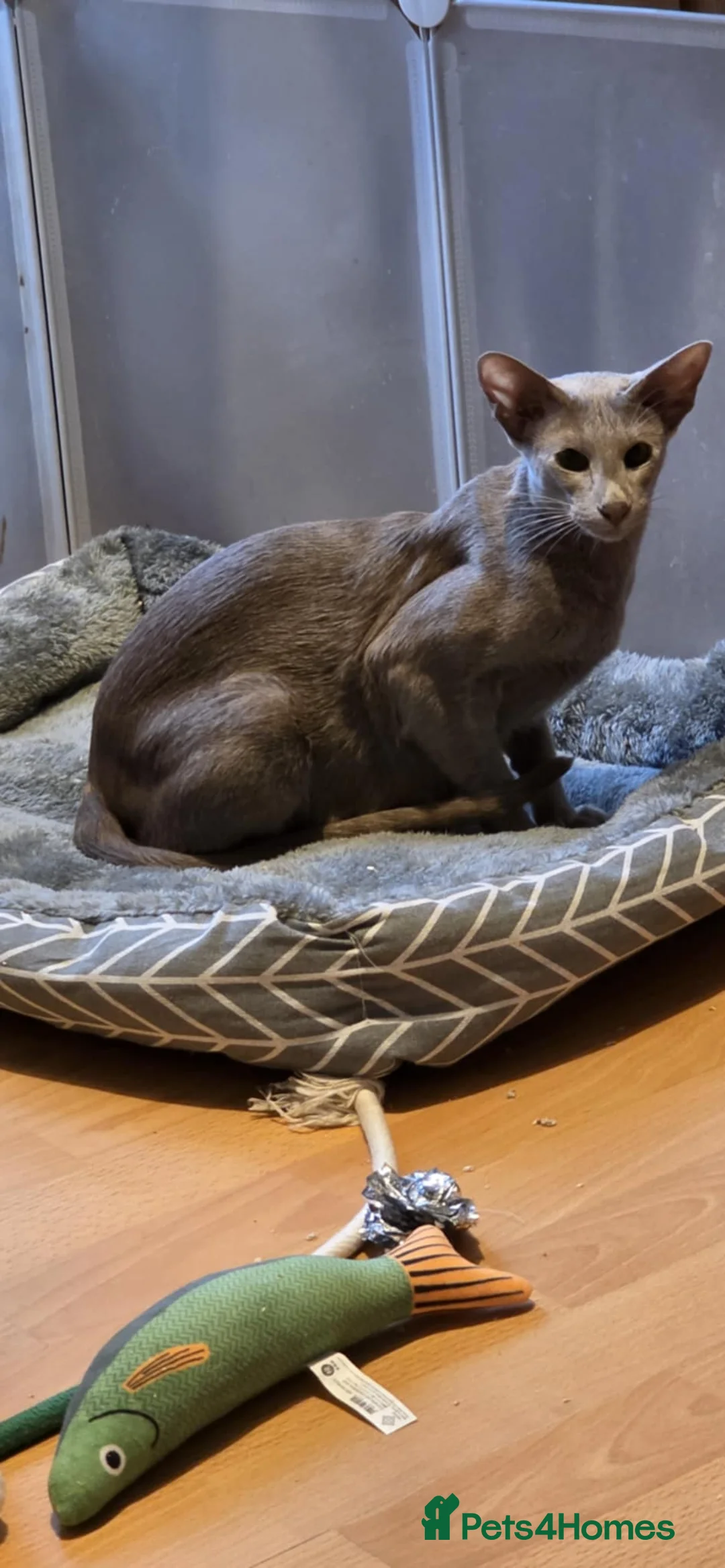 Oriental cats for sale: GCCF Lilac Oriental Shorthair Queen for Sale - Advert 2