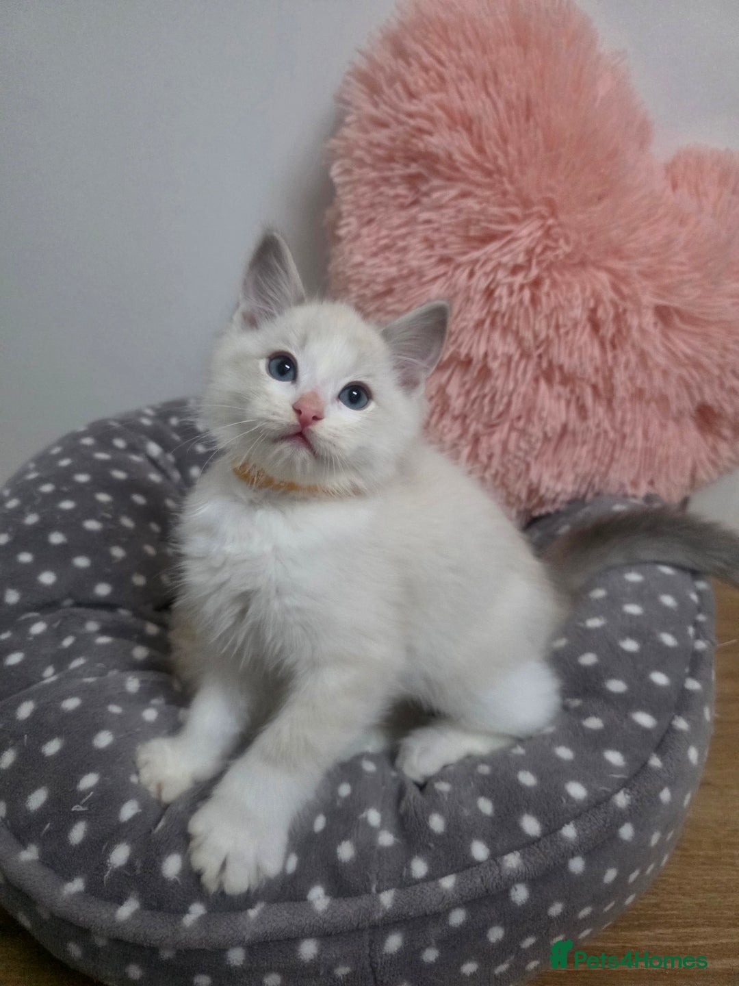 Ragdoll cats for sale: Beautiful GCCF Registered kittens - Advert 15