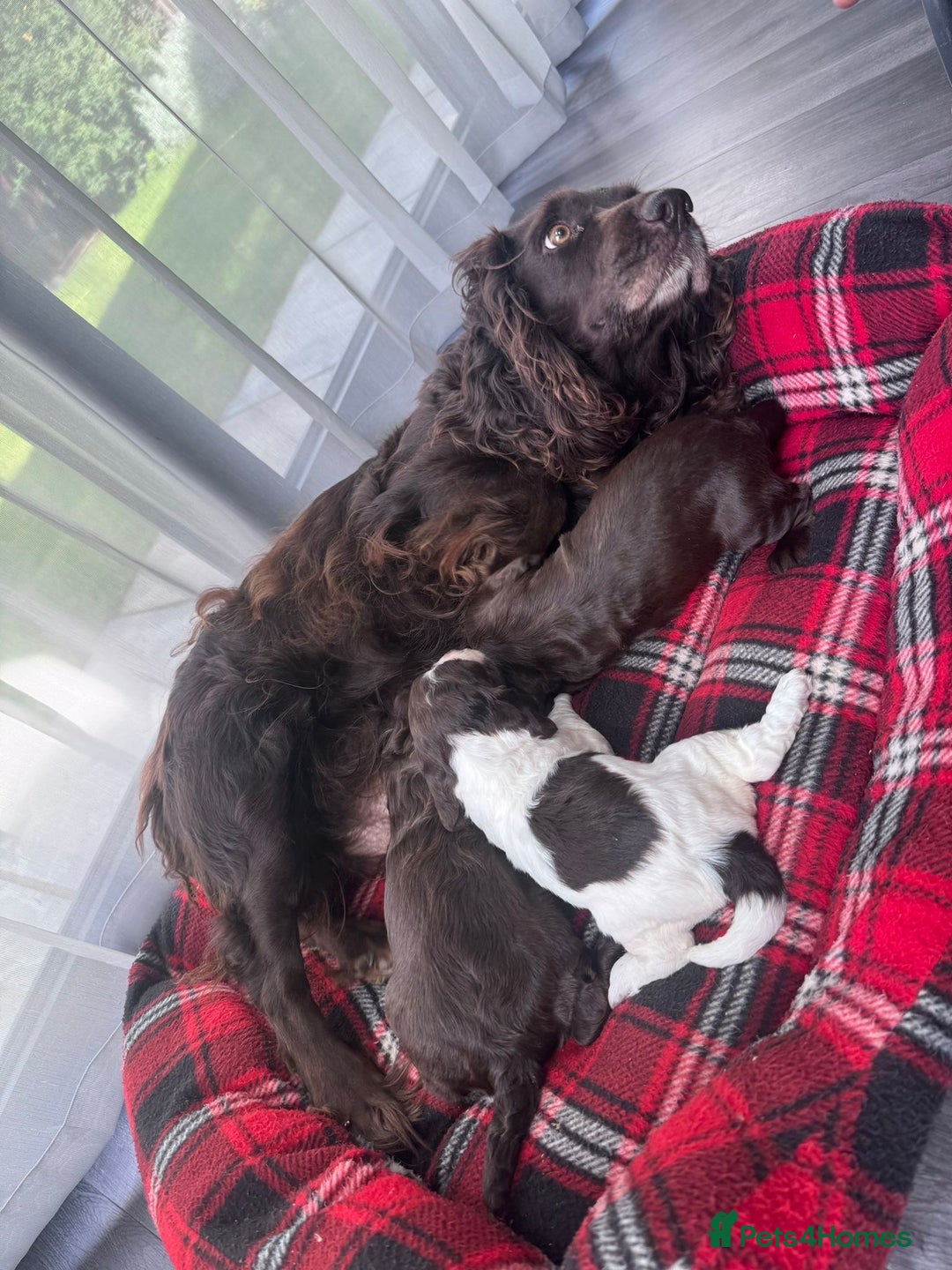 Cocker Spaniel dogs for sale: Cocker spaniel puppies  - Image 17
