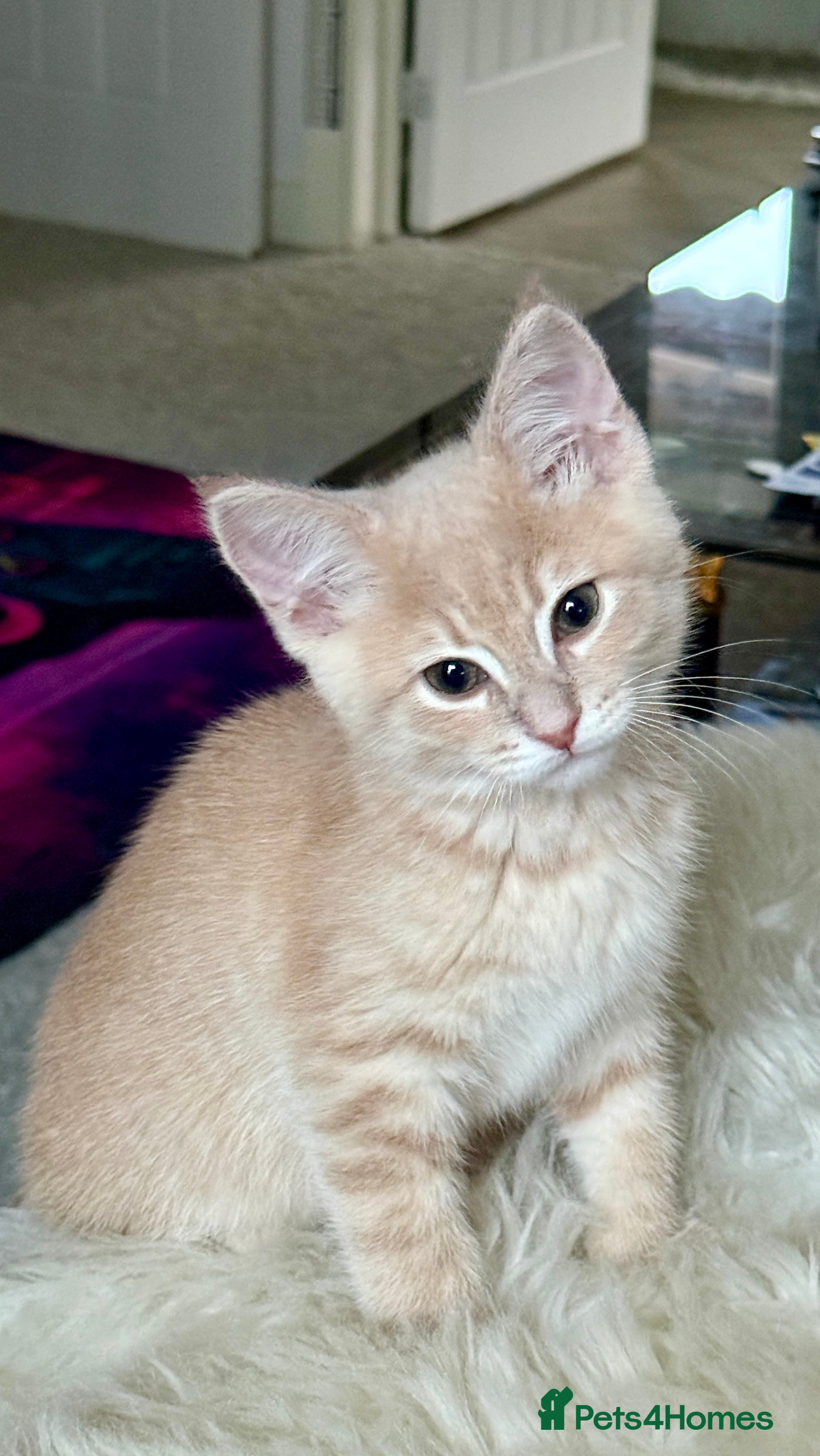 Mixed Breed cats Siberian mix kittens  - Advert 13