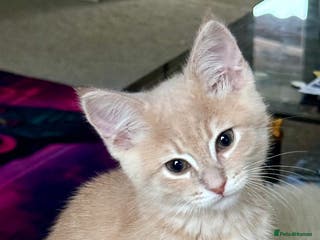 Mixed Breed cats Siberian mix kittens - Advert 4