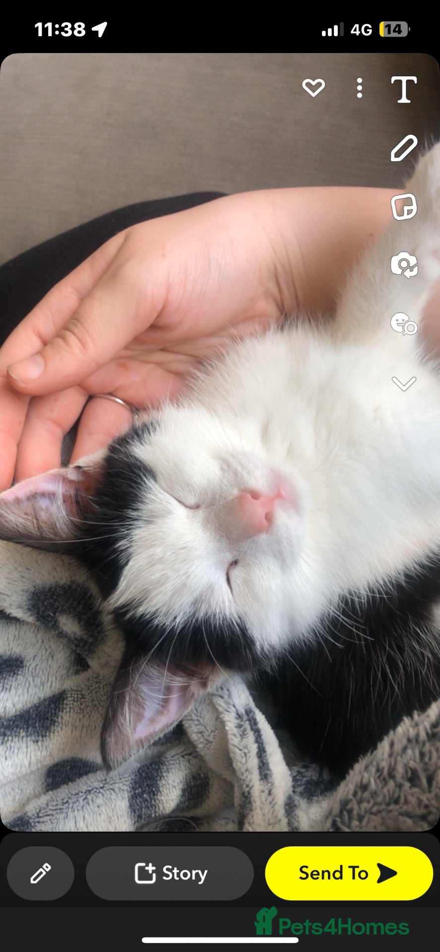 Mixed Breed cats Bruce  - Advert 3