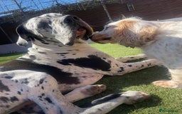 Great Dane dogs for stud: ** STUD ** Great Dane KC in Northampton - Image 6
