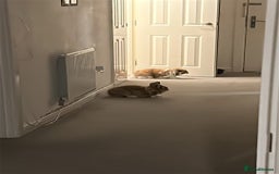 Mixed Breed rabbits for sale: Male and female rabbit  - Image 6