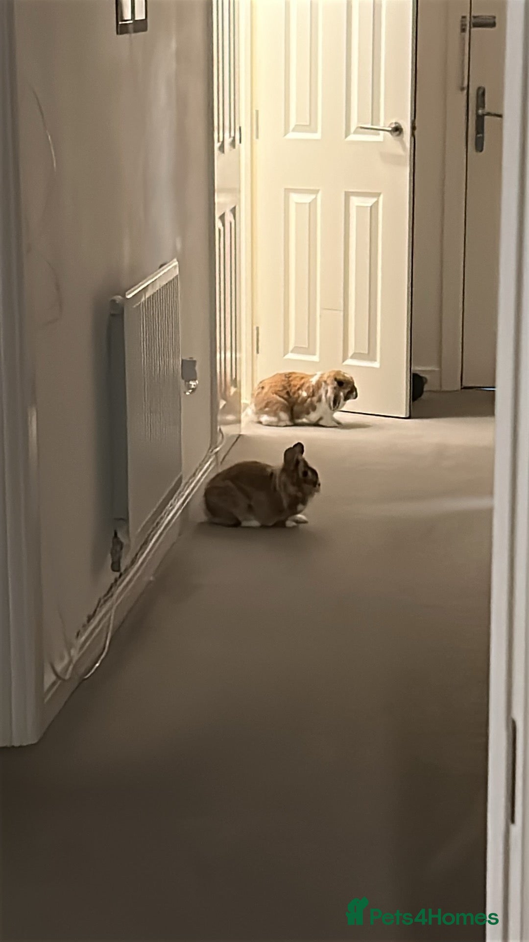 Mixed Breed rabbits for sale: Male and female rabbit  - Image 6