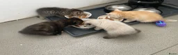 Scottish Fold cats for sale:     Meet Our 4 Sweet Scottish Fold Kittens - Advert 10