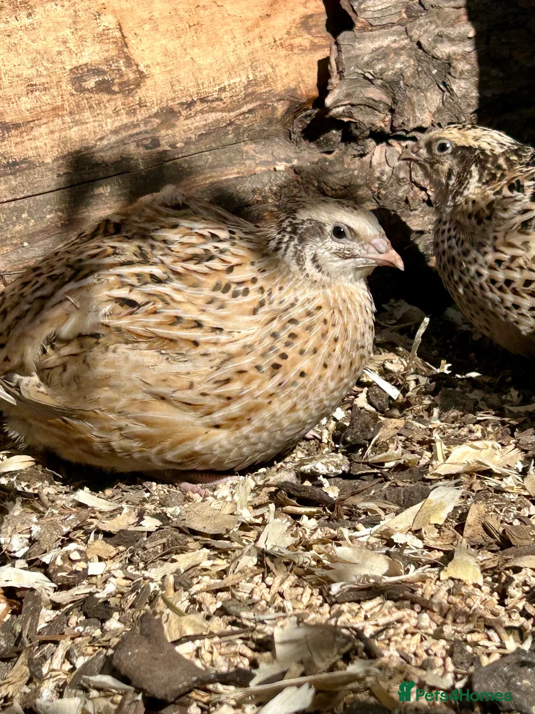 Quail poultry for sale: Fertile Italian jumbo quail eggs - Advert 2