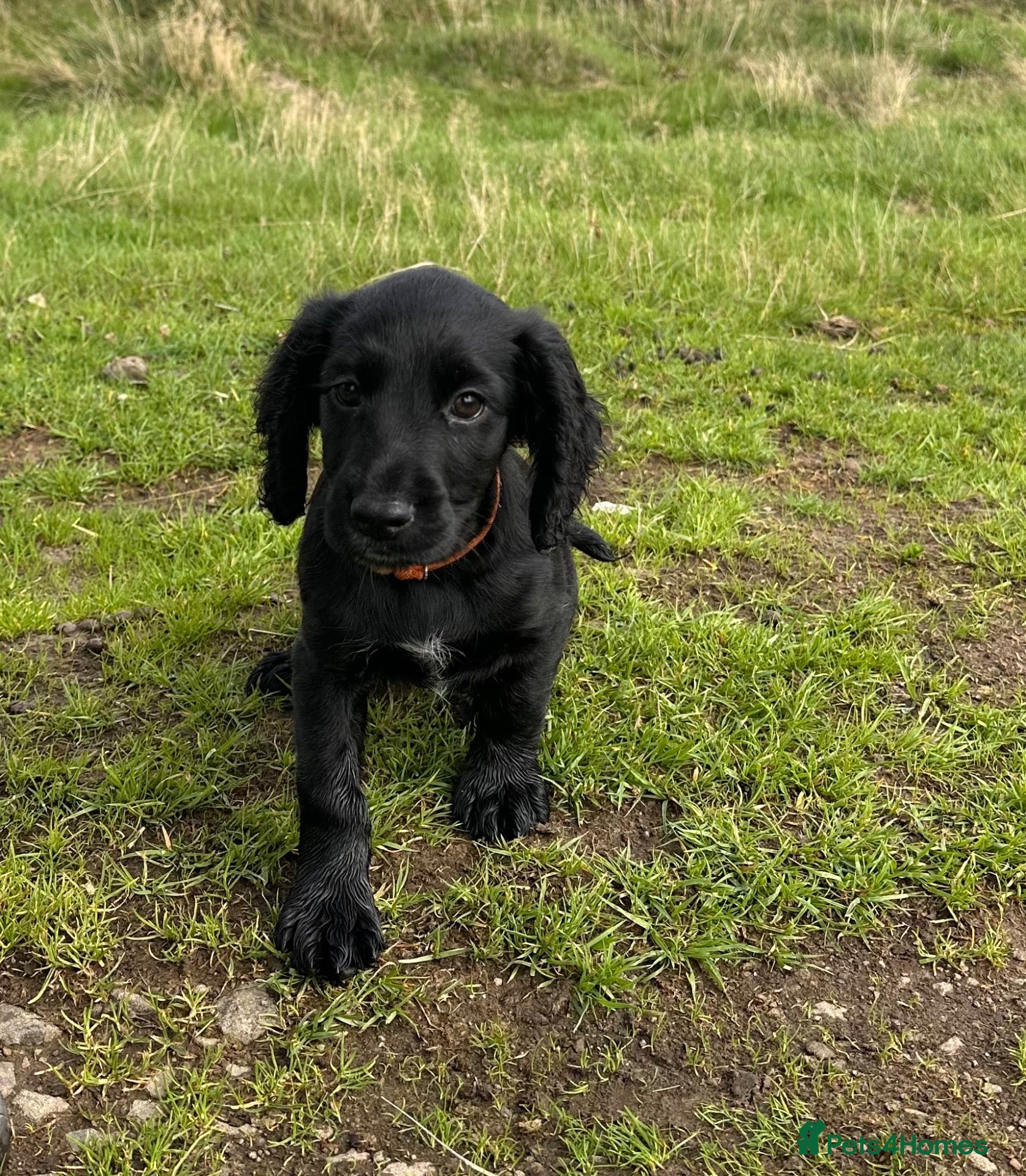 Cocker Spaniel dogs Last pup left Working Cocker Spaniel dogs  - Advert 1