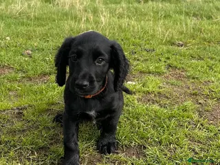 Cocker Spaniel dogs Last pup left Working Cocker Spaniel dogs - Advert 1