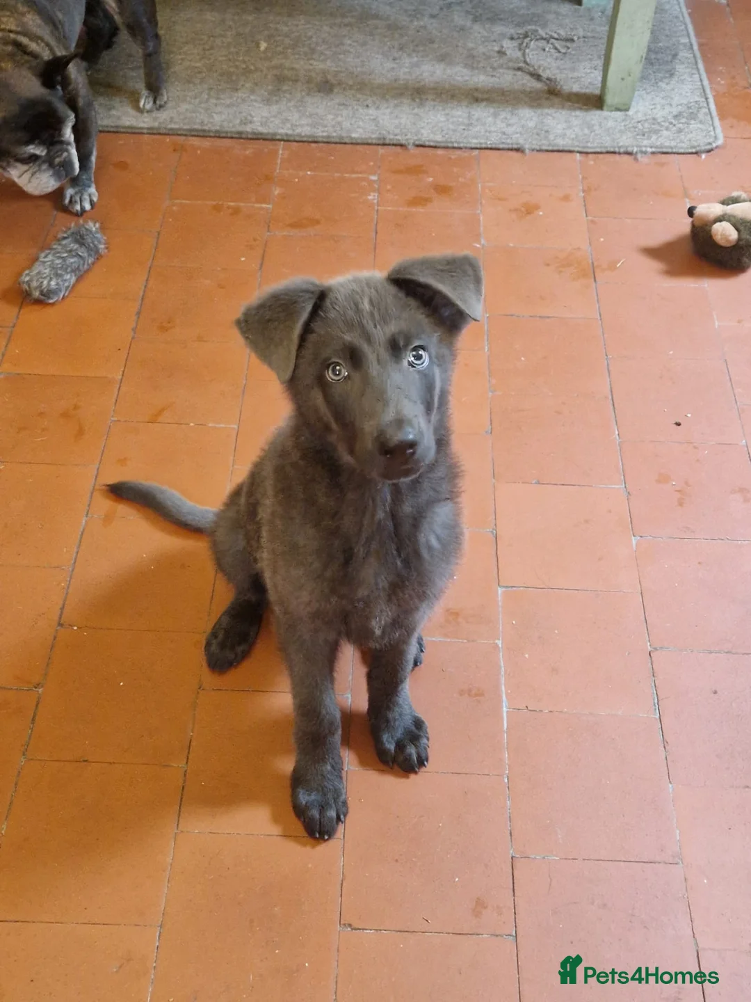 German Shepherd dogs for sale: Blue German Shepherd Boy in Swadlincote - Advert 1