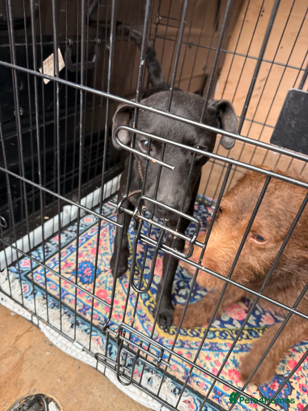 Patterdale Terrier dogs for sale: Female patterdale terrier  - Advert 1