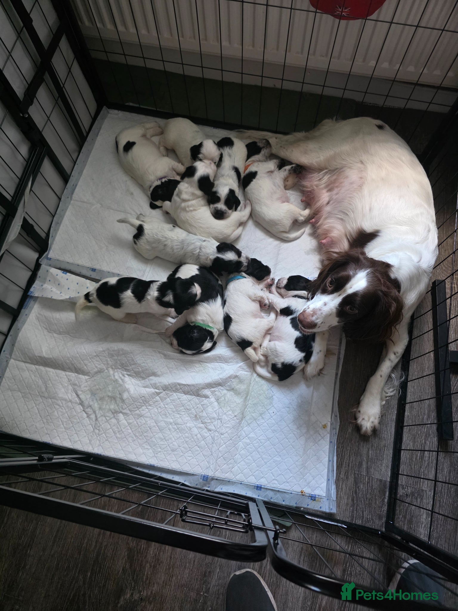 Sprocker dogs 5 beautiful girls and 2 beautiful males - Advert 7