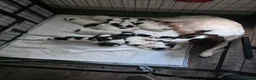 Sprocker dogs for sale: 5 beautiful girls and 2 beautiful males - Advert 1