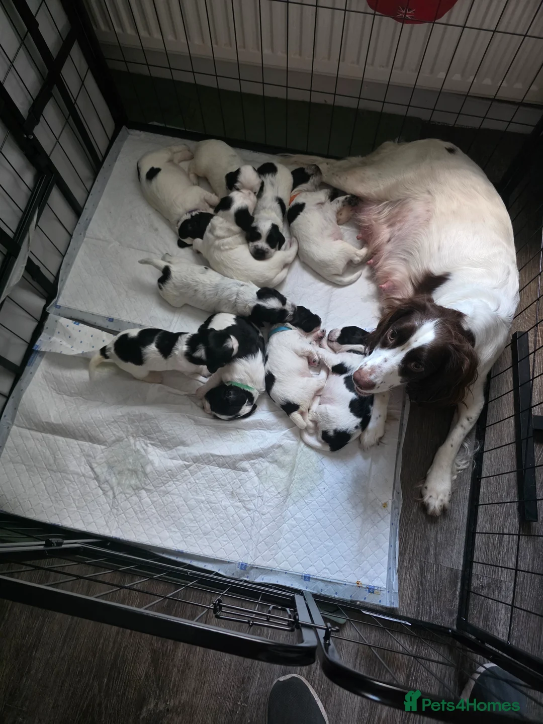 Sprocker dogs for sale: 5 beautiful girls and 2 beautiful males - Advert 1