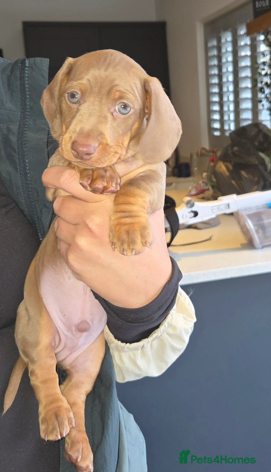 Miniature Dachshund dogs for sale: Puppies in Wirral - Advert 2