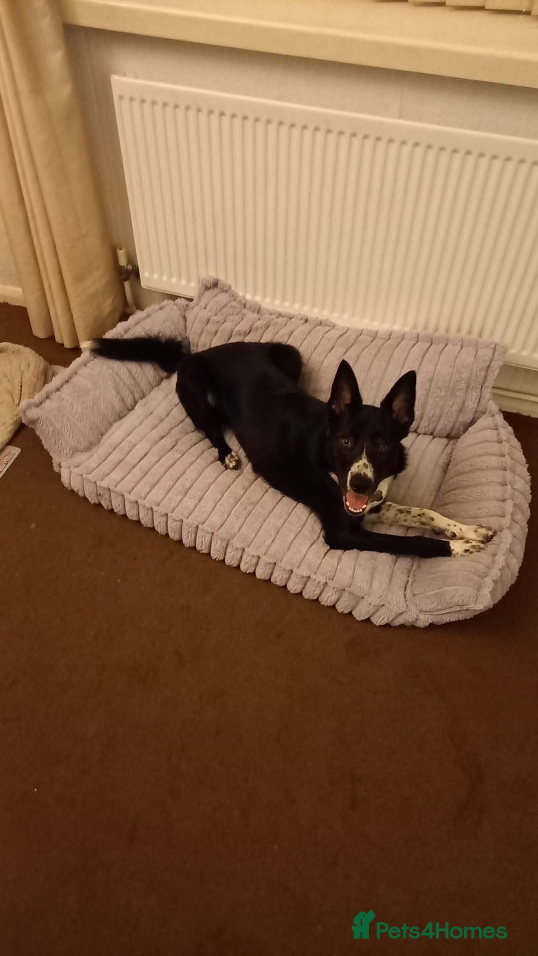 Border Collie dogs for sale: Coco the collie - Advert 3