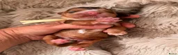 Cocker Spaniel dogs for sale: LICENSED BREEDER KC HEALTH TESTED SHOW COCKERS - Advert 15