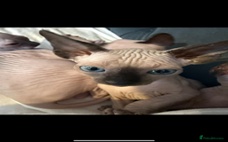 Sphynx cats for sale: sphynx canadian kittens ready to leave now  - Image 26