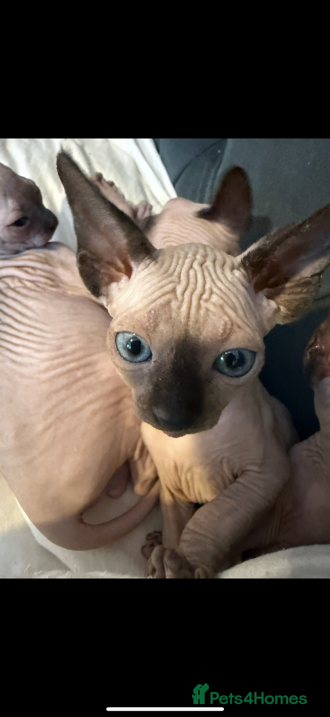 Sphynx cats for sale: sphynx canadian kittens ready to leave now  - Image 26