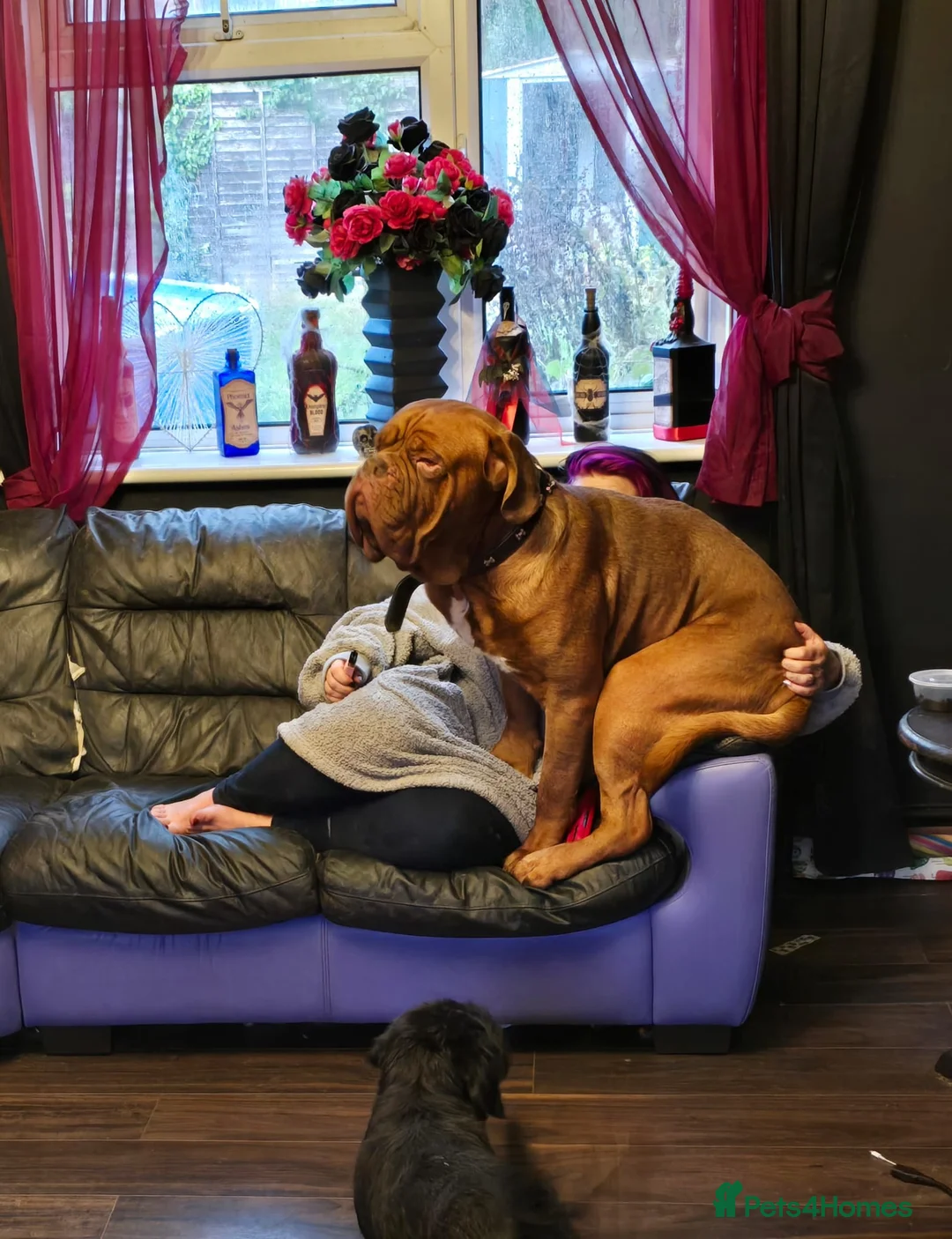Dogue De Bordeaux dogs for sale: Hercules  - Advert 5