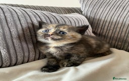 Mixed Breed cats for sale: British short hair cross - Image 2