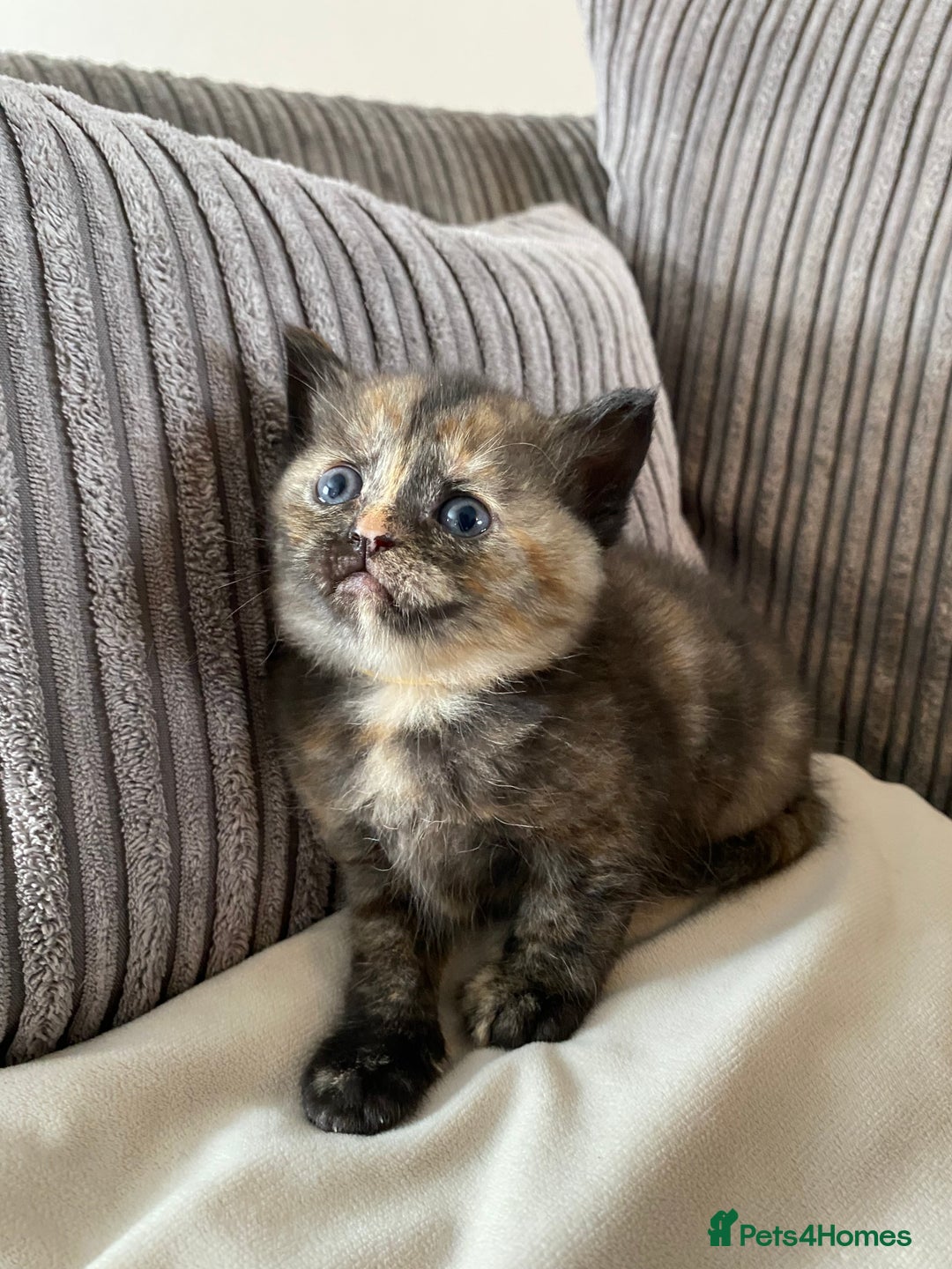 Mixed Breed cats for sale: British short hair cross - Image 2
