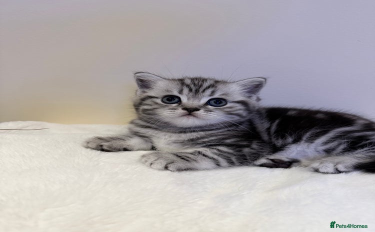 Scottish Fold cats Duke ( silver tabby Scottish straight)  - Advert 1