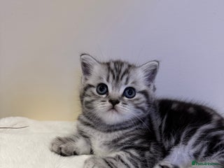 Scottish Fold cats Duke ( silver tabby Scottish straight) - Advert 12
