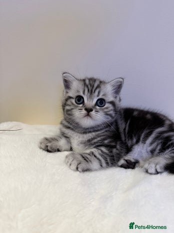 Scottish Fold cats Duke ( silver tabby Scottish straight) - Advert 1