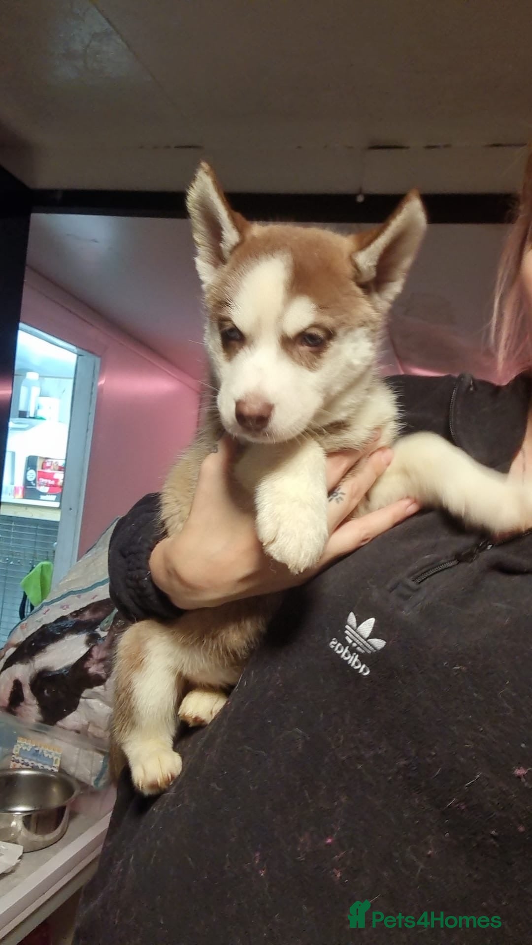Siberian Husky dogs for sale: Siberian husky boys  - Advert 22