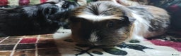 Guinea Pig rodents for sale: Mother and daughter pair of female guinea pigs  - Advert 3
