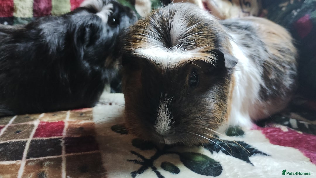 Guinea Pig rodents for sale: Mother and daughter pair of female guinea pigs  - Advert 3