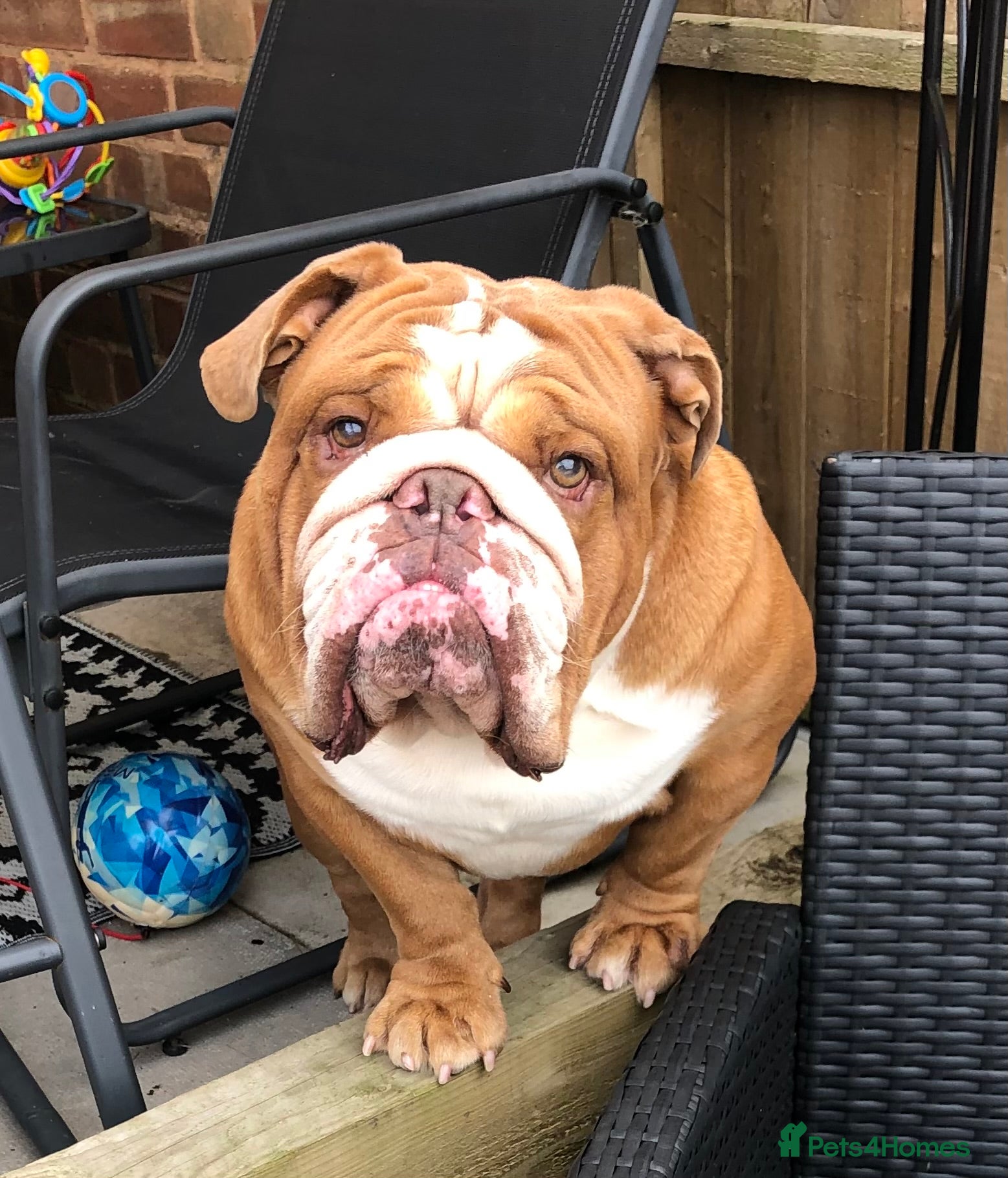 English Bulldog dogs Stud Franck  - Advert 1