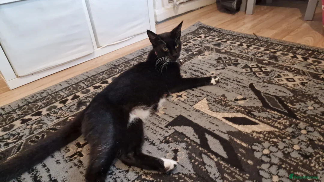 Mixed Breed cats for sale: 8 weeks old kittens ip3 (mum is half maine coon) - Advert 2
