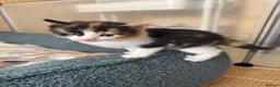 Mixed Breed cats for sale: Stunning kittens from a Maine Coon cross mum - Advert 26