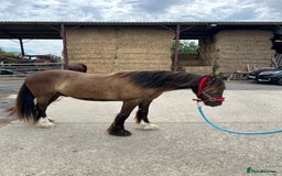 Irish Cob horses for sale: Very soft boy  - Image 9