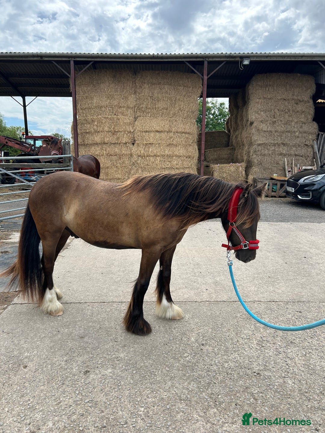 Irish Cob horses for sale: Very soft boy  - Image 9
