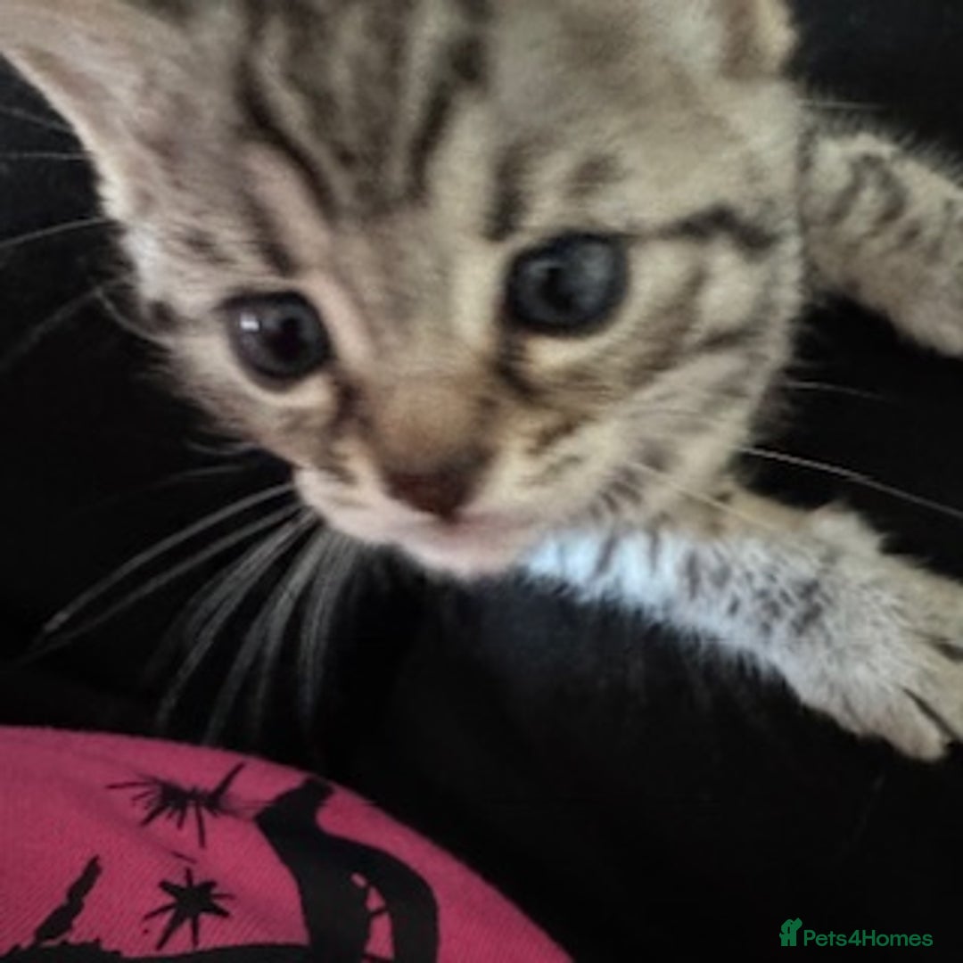 Bengal cats for sale: Beautiful Bengal Kittens - only GIRL available  - Advert 14