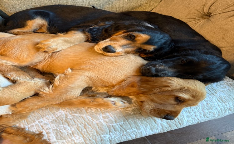 Cocker Spaniel dogs - Advert 1