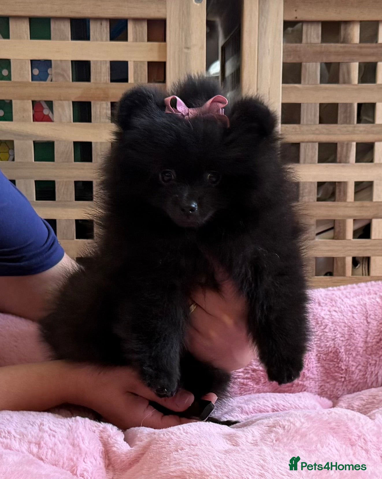 Pomeranian dogs  Rare colour Russian line Teddy Bear Pom Puppies ✨ - Advert 2