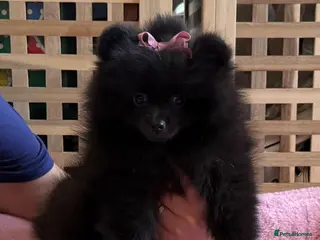 Pomeranian dogs Rare colour Russian line Teddy Bear Pom Puppies ✨ - Advert 2