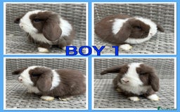 Mini Lop rabbits for sale: Pure Mini Lop Baby Rabbits  - Image 3